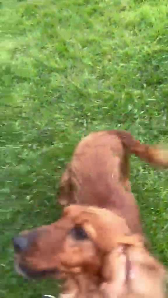 Cocker Spaniel dogs for sale: 1 year old roxy  - Video 1