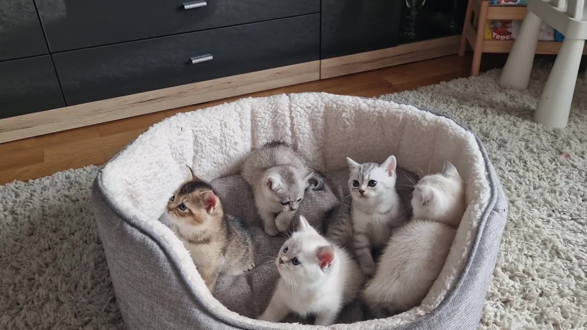 Scottish Fold cats for sale: Beautiful Scottish fold kittens - Video 2