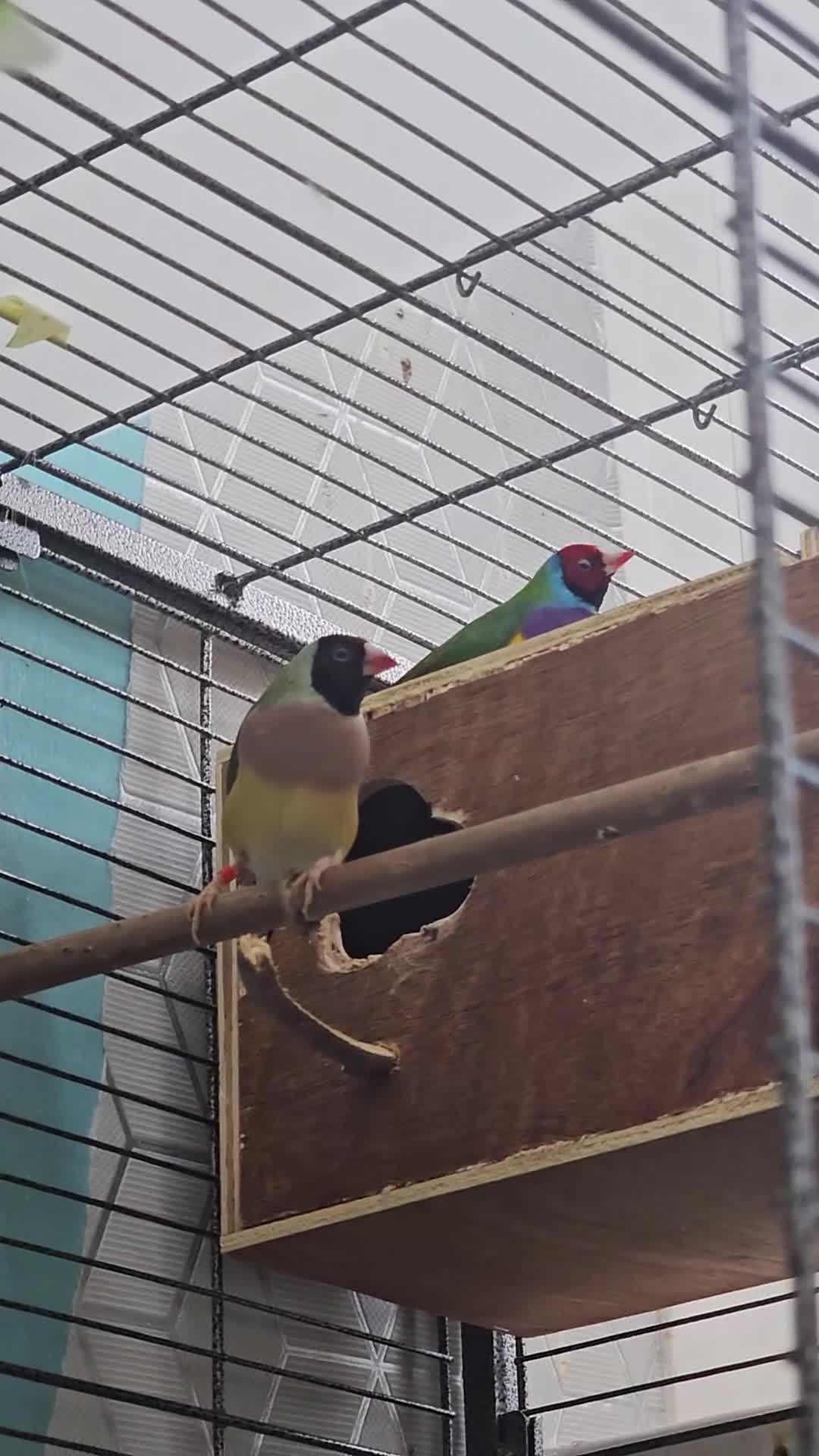 Finches birds for sale: Gouldian finch - Video 1