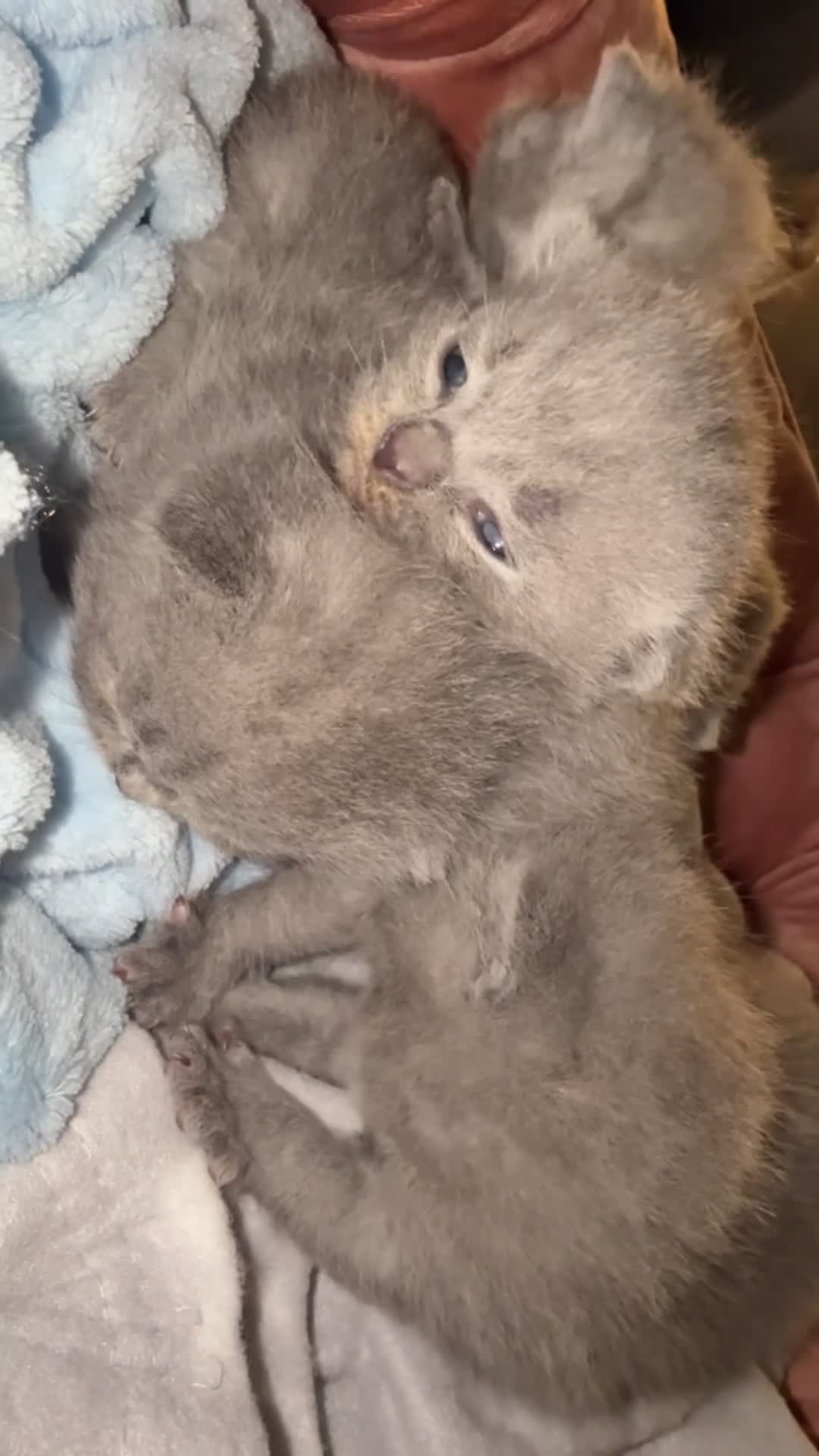 Brazilian Shorthair cats for sale: Full British short hair kittens  in Luton - Video 1