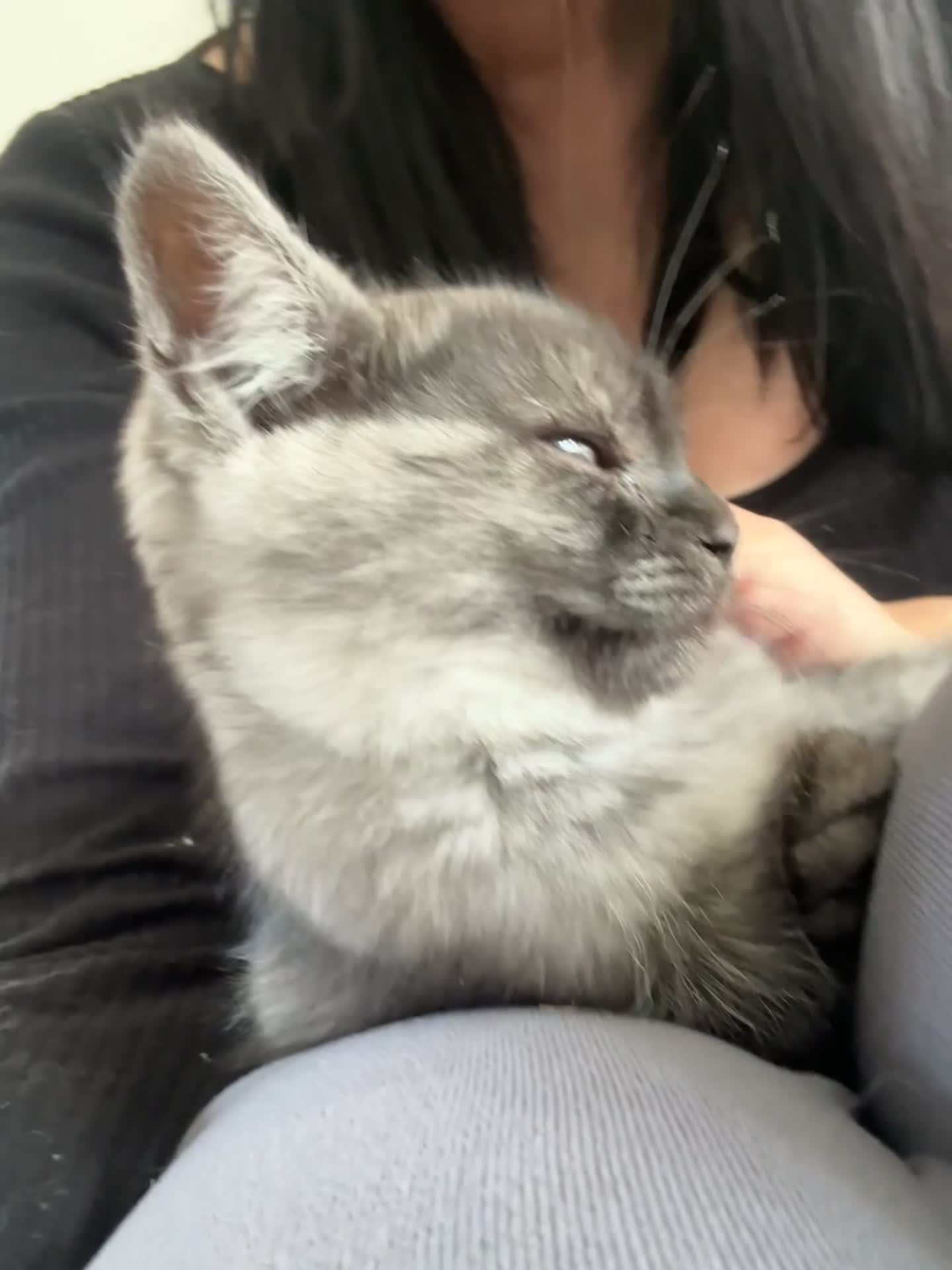 Scottish Fold cats for sale: Stunning Black smoke straight girl  - Video 2