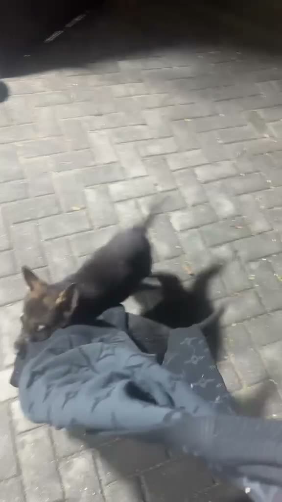 German shepherd puppies for sale in London | Pets4Homes