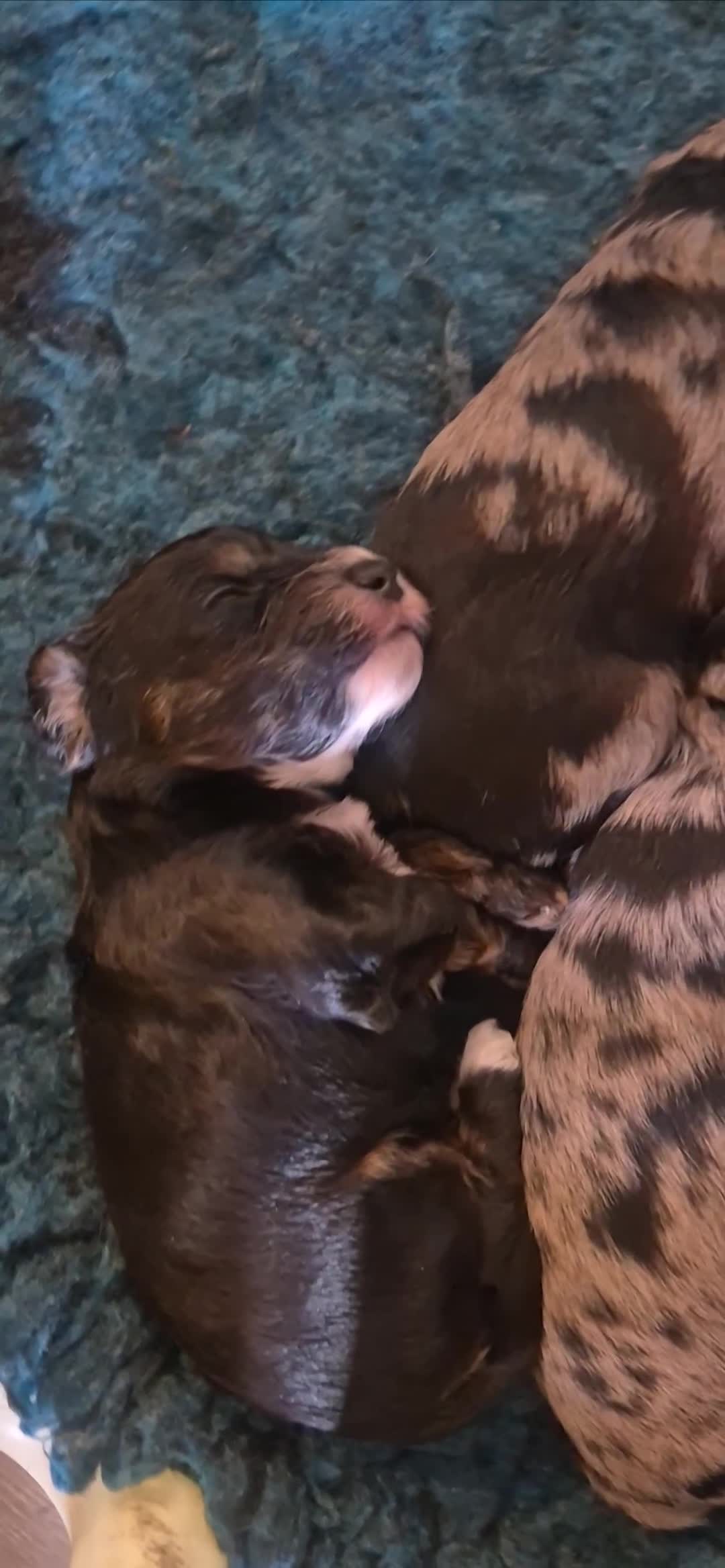 Cockapoo dogs for sale: 8 Beautiful Cockapoo pups,Merle, chocolate, black - Video 1