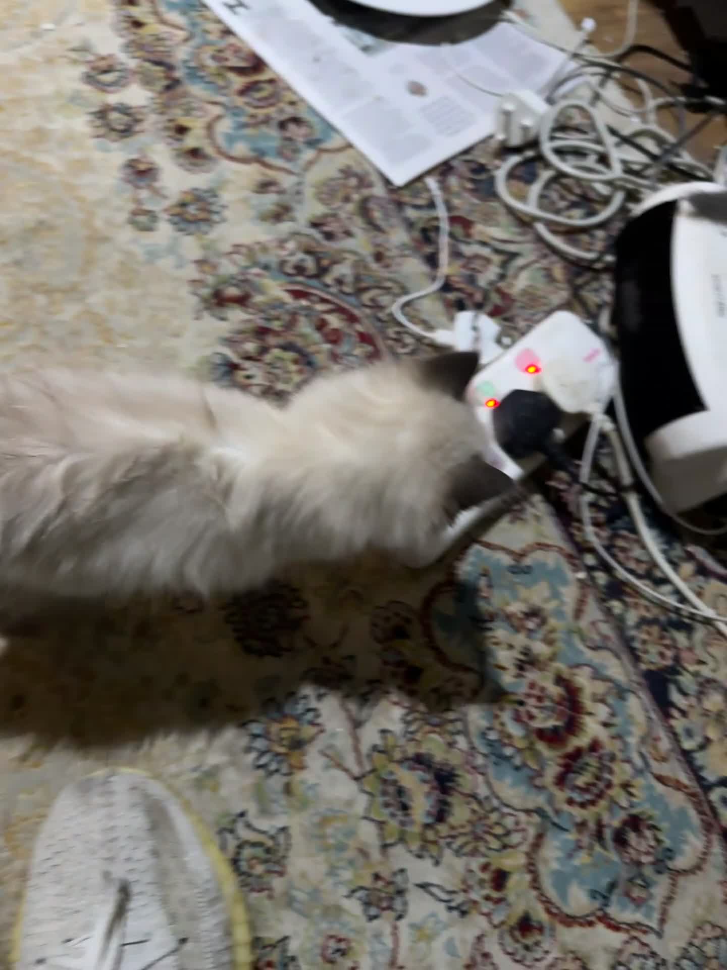 Ragdoll cats for sale: Pure Ragdoll Kittens – 8 Weeks Old–Ready in 2 Days - Video 2