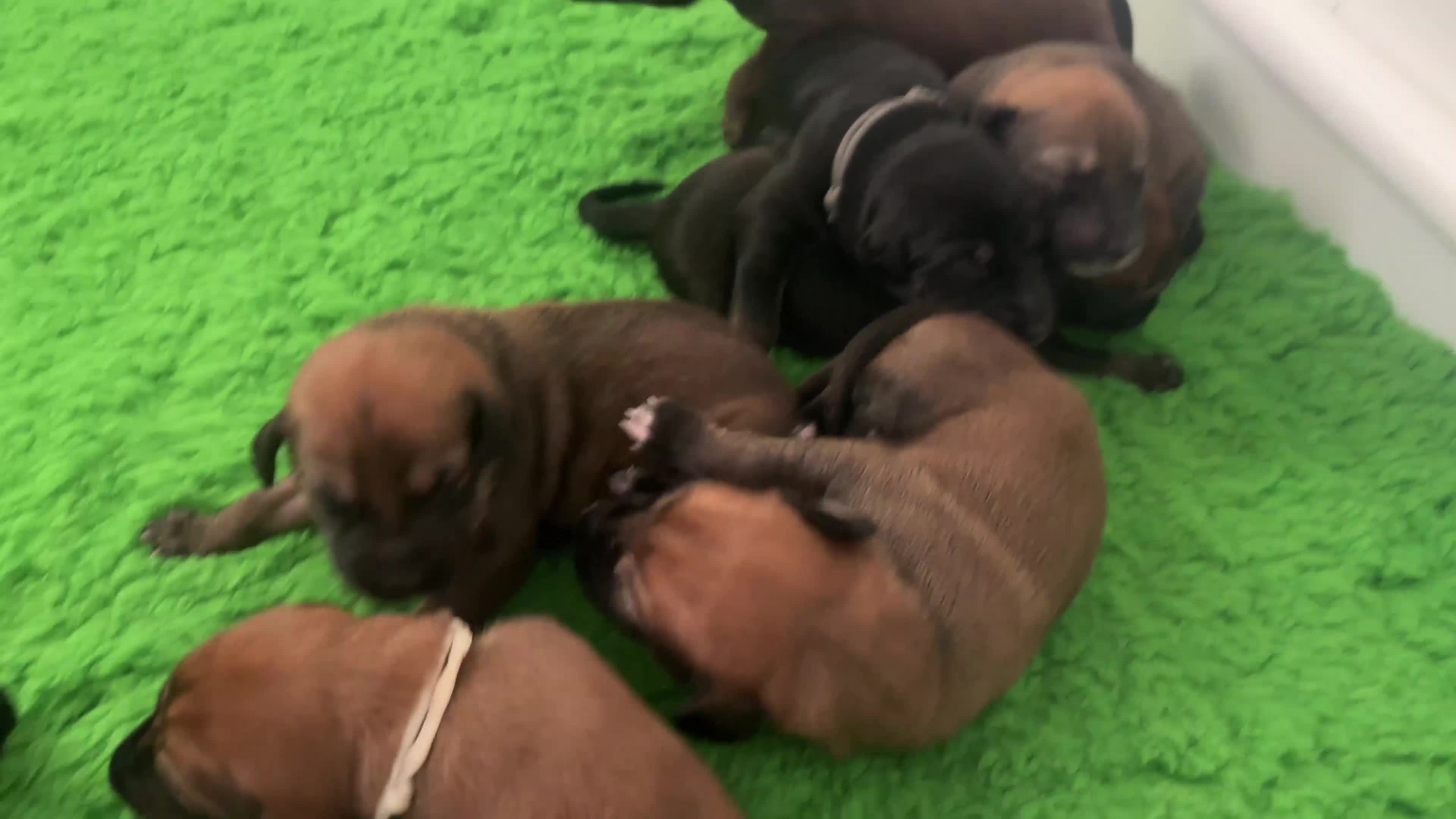 Mixed Breed dogs for sale: SalukiX⭐️ ONLY 4 Left ! READY TO GO  - Video 2