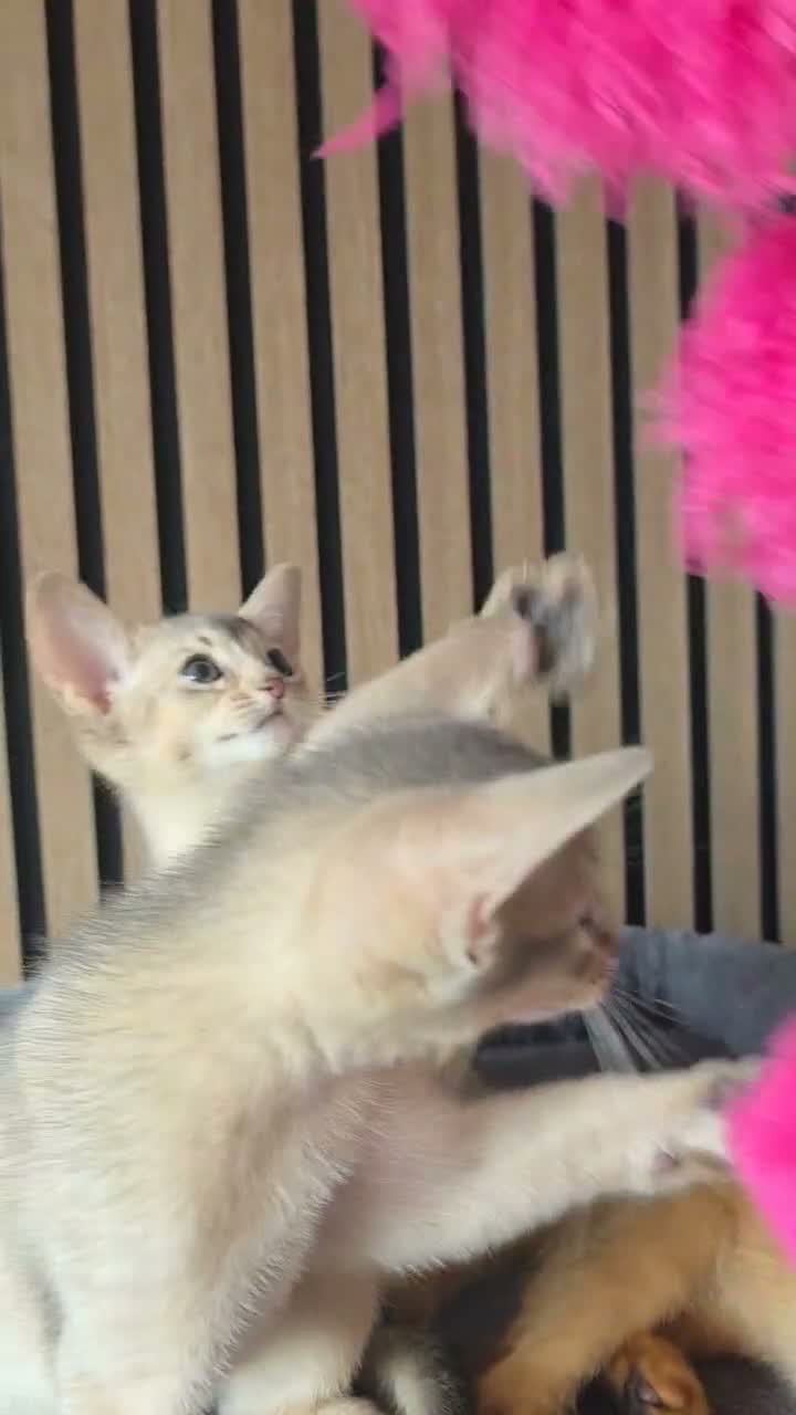Abyssinian cats for sale: Beautiful Abyssinian Kitten  - Video 2