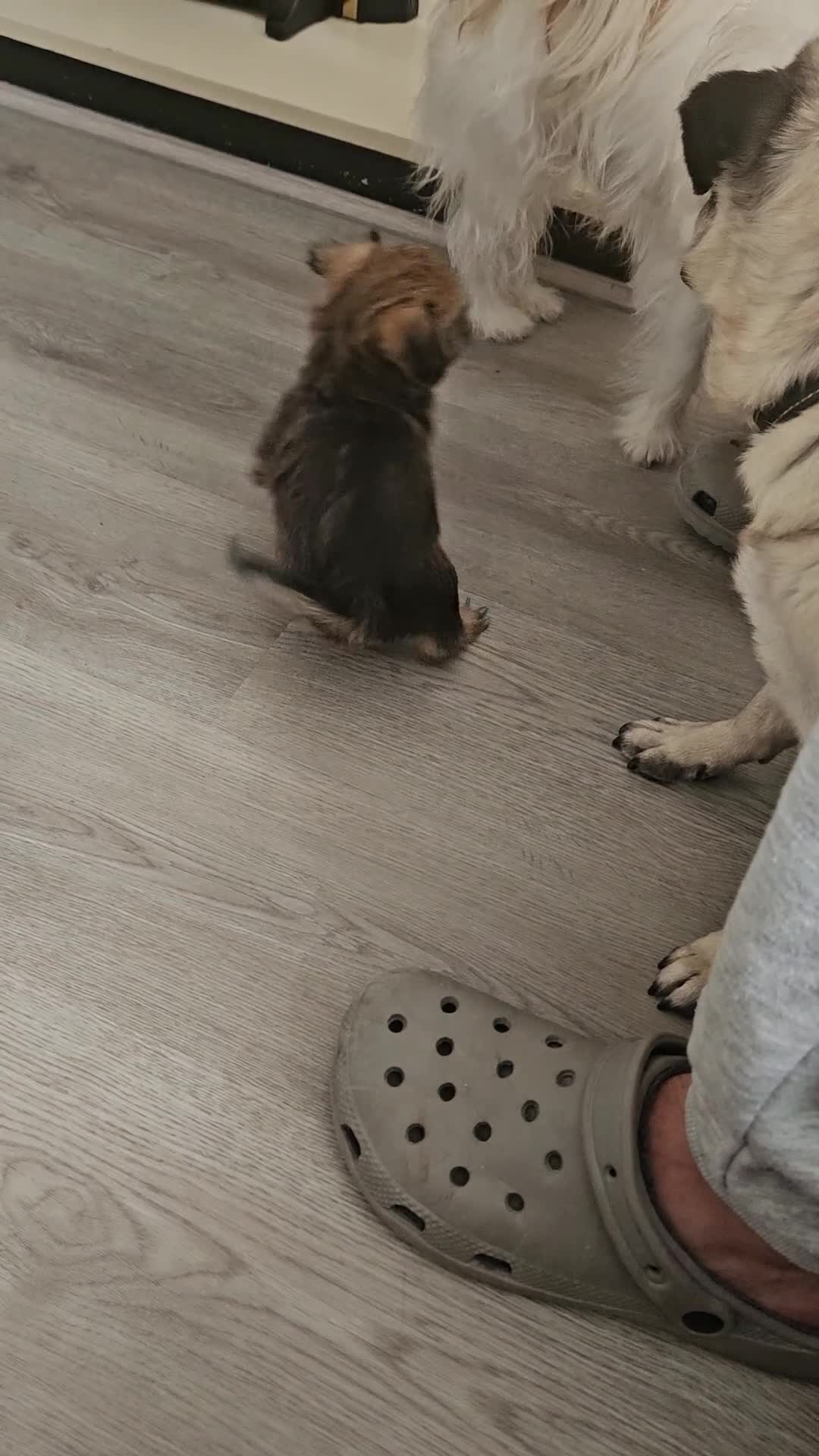 Mixed Breed dogs for sale:  **  chorkie x jackapoo puppies  - Video 2