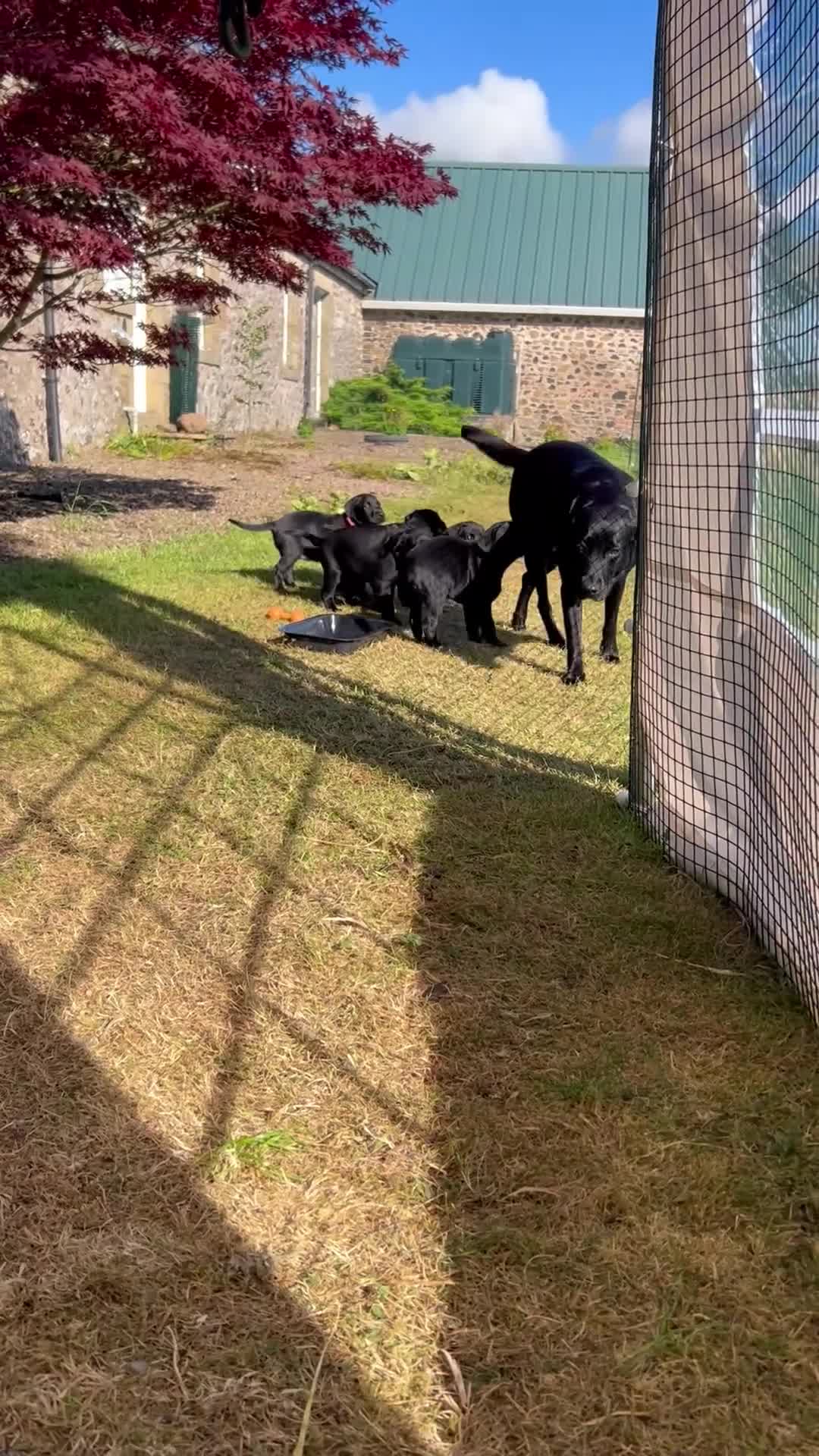 Labrador Retriever dogs for sale: Beautiful Labrador Puppies - One girl available in Duns - Video 1
