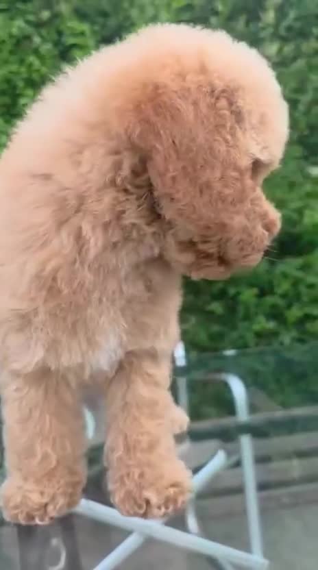 Cockapoo dogs for sale:  Meet Our stunning  F1B Cockapoo Puppies. - Video 1