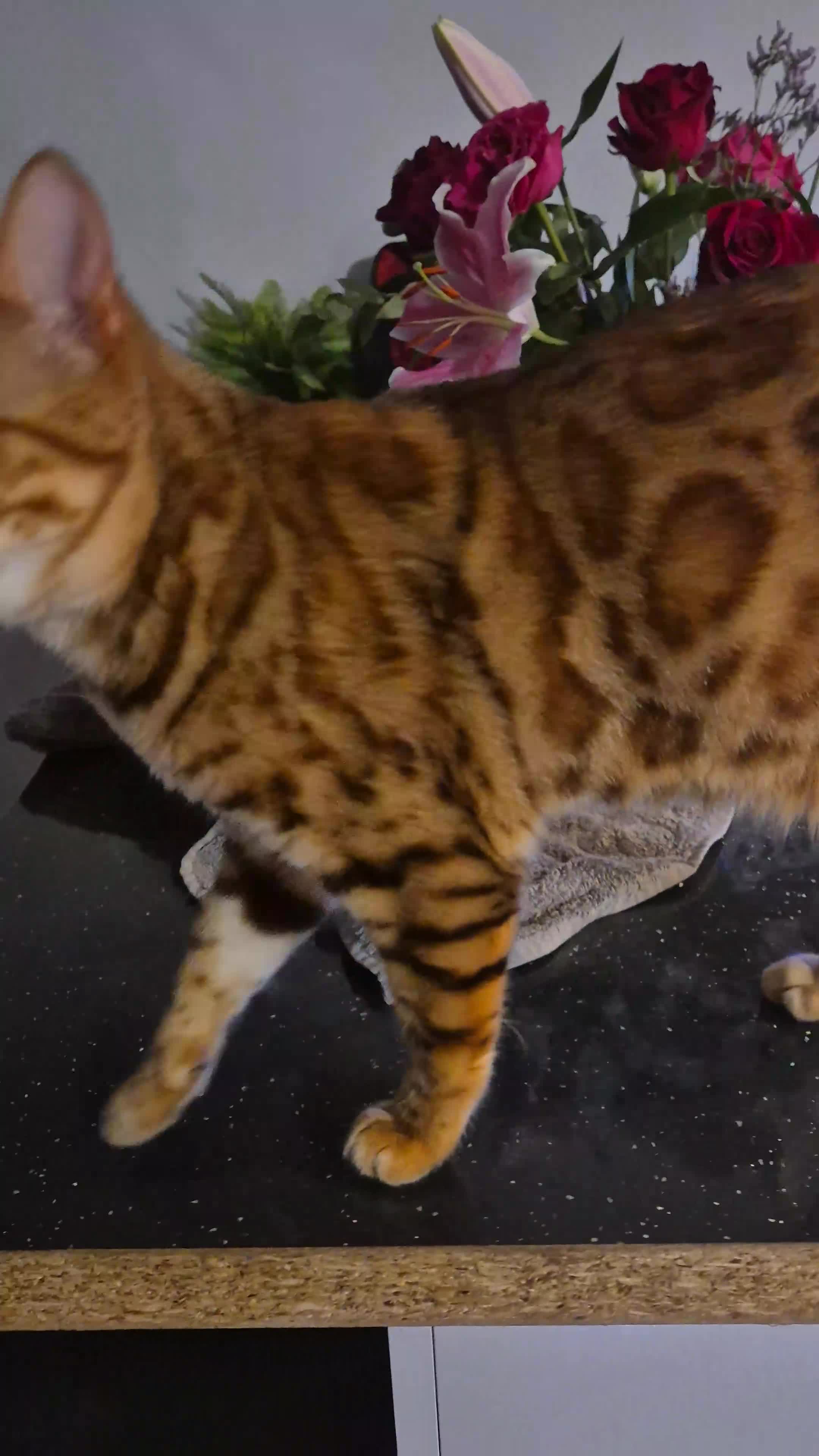 Bengal cats for sale: 2 year old neutered bengal - Video 1