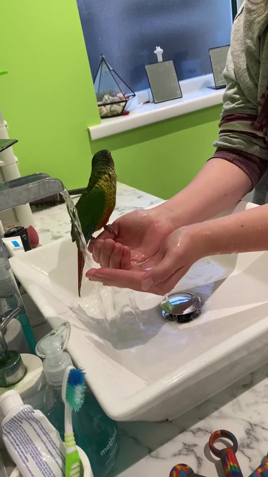 Conures birds for sale: Meet Belle and Killian! in Trowbridge - Video 2