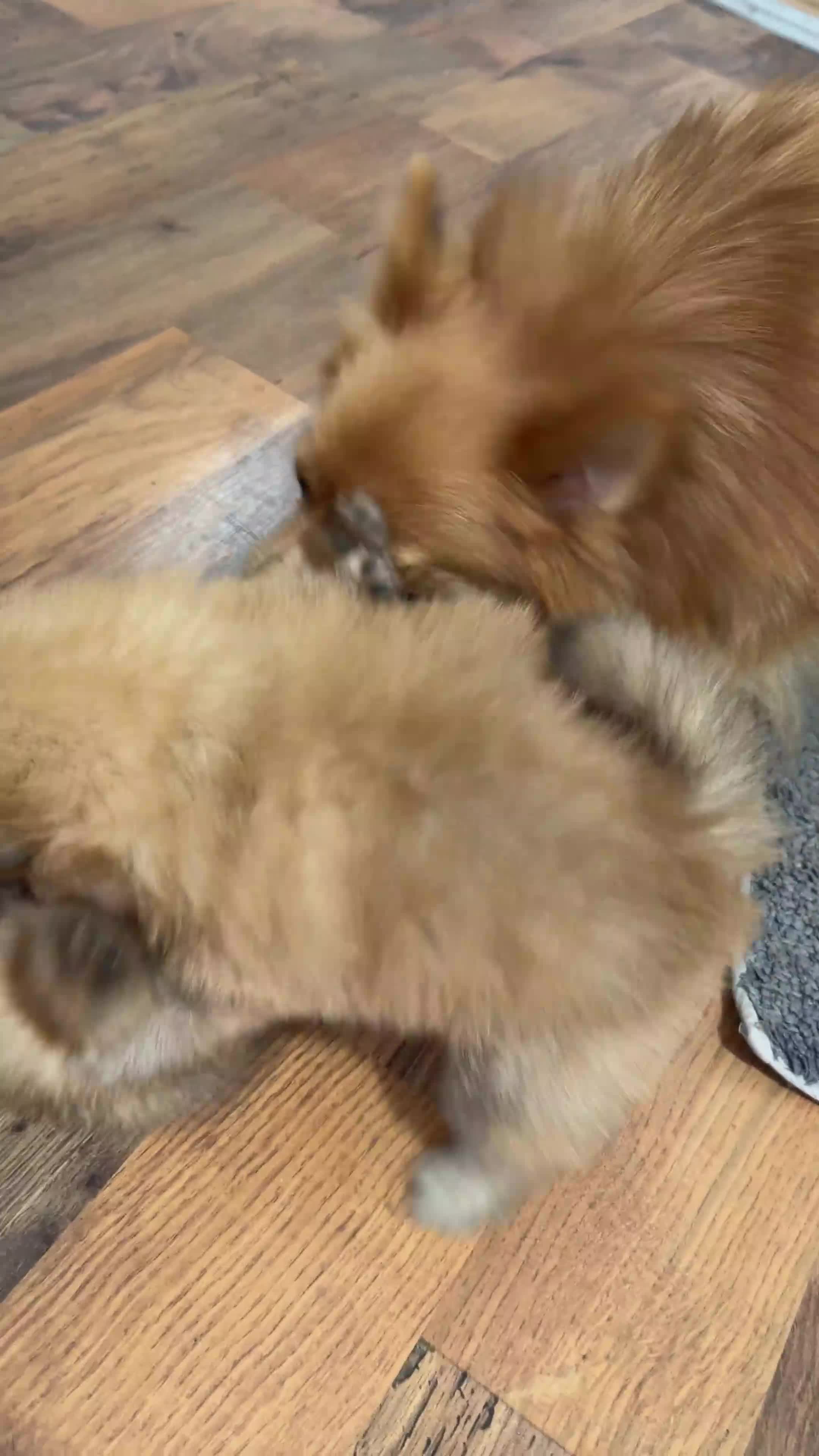Pomeranian dogs for sale: Beautiful Pomeranian puppies in Burnley - Video 2