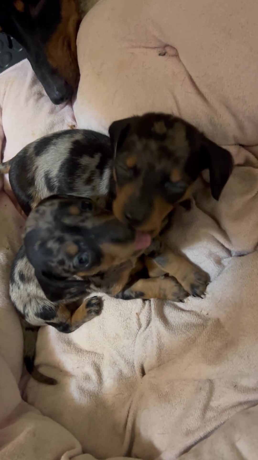 Miniature Dachshund dogs for sale: Miniature Dachshund KC ready now  - Video 1