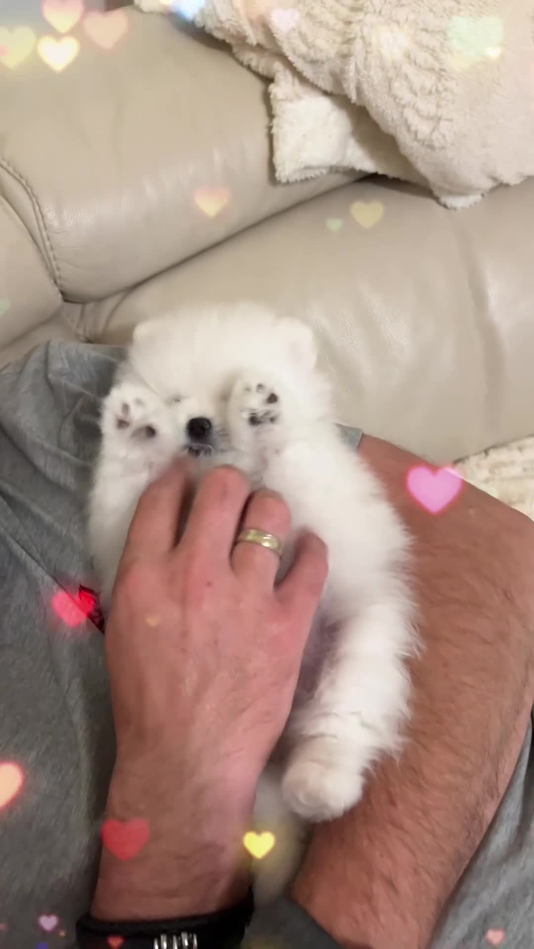 Pomeranian dogs for sale: MAGICAL PURE POMERANIAN KC - Video 1