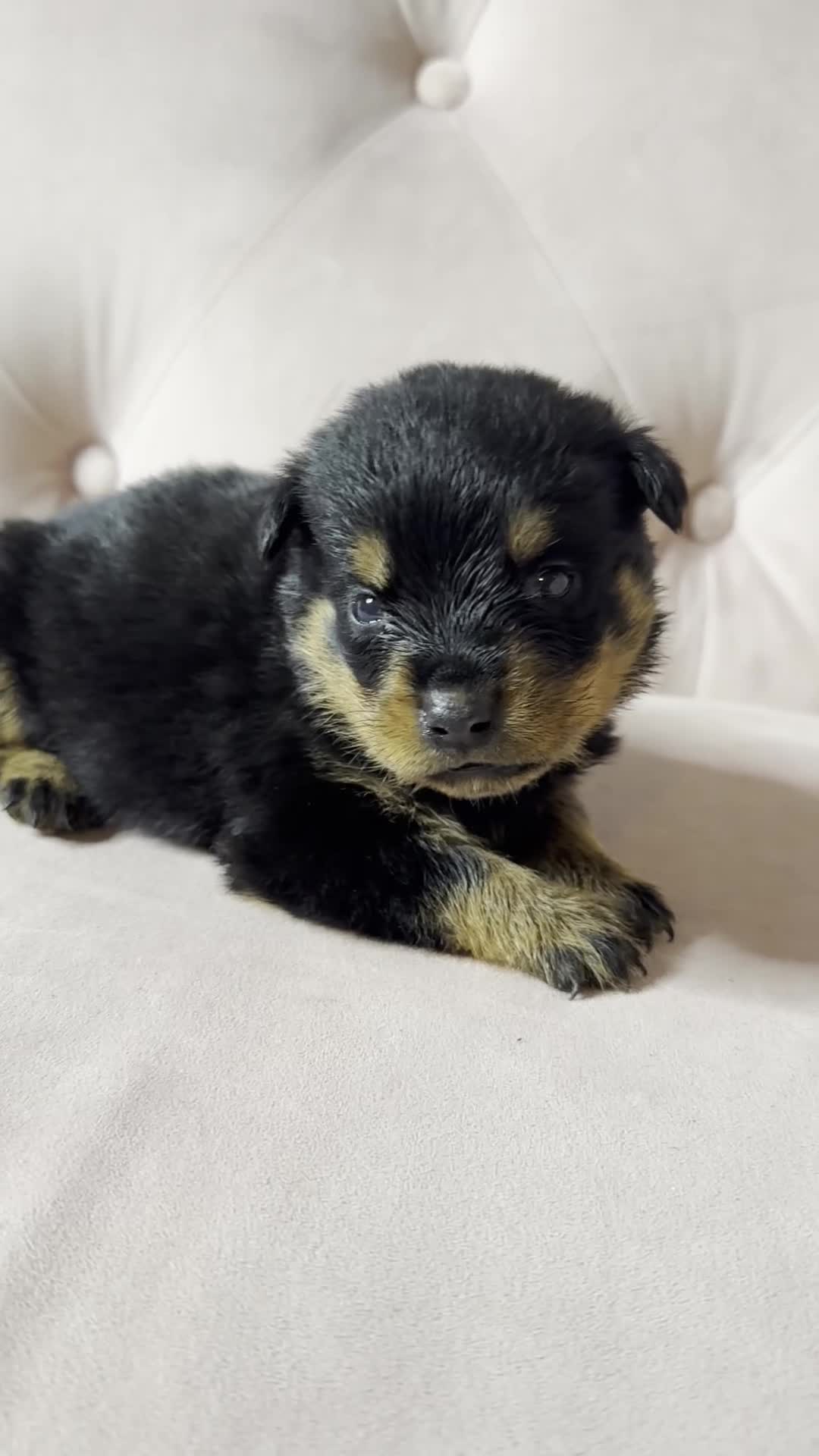Rottweiler dogs for sale: Rottweiler Puppies - Video 1