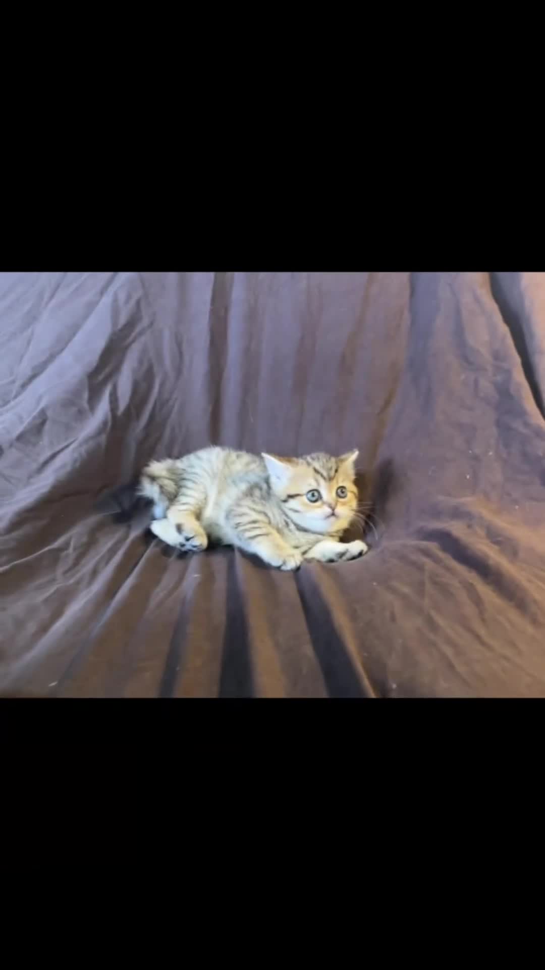 Munchkin cats for sale: TICA registered munchkin kittens  - Video 1