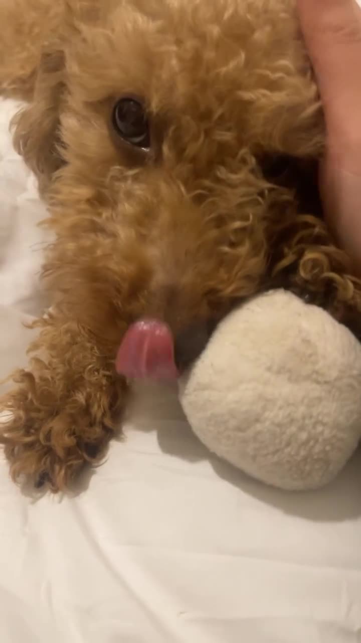 Toy Poodle dogs for sale: Toy poodle - Video 1