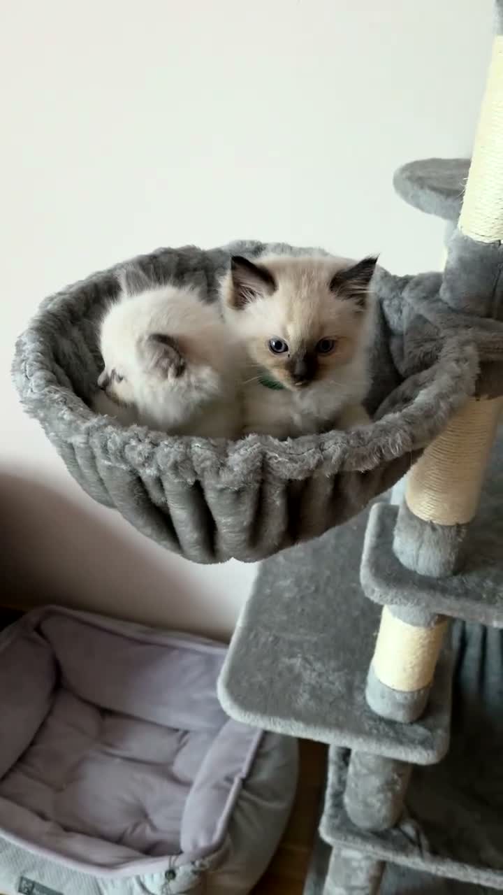 Ragdoll cats for sale: Two male Ragdoll kittens - Video 1