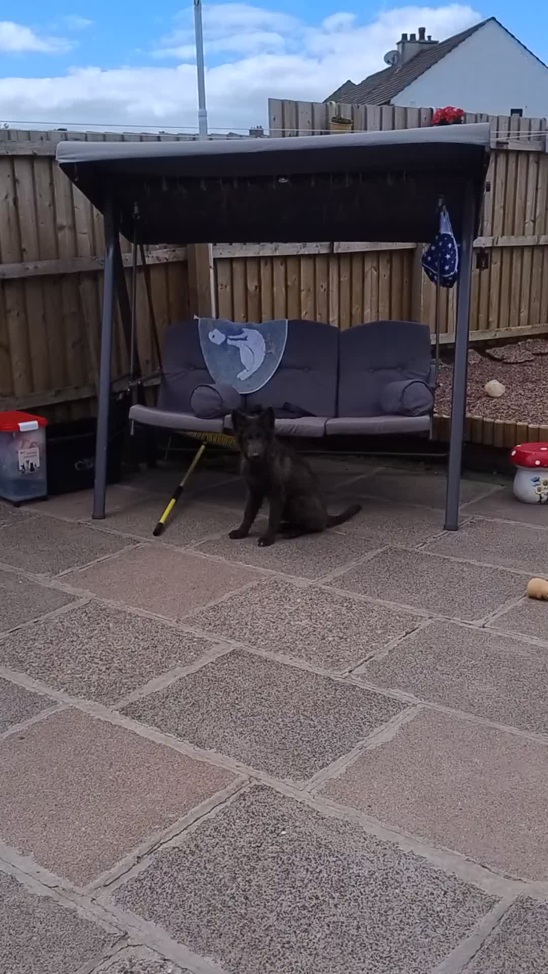 German Shepherd dogs for sale: Izzy Blue Bell and Violet German Shepherd Puppies - Video 1