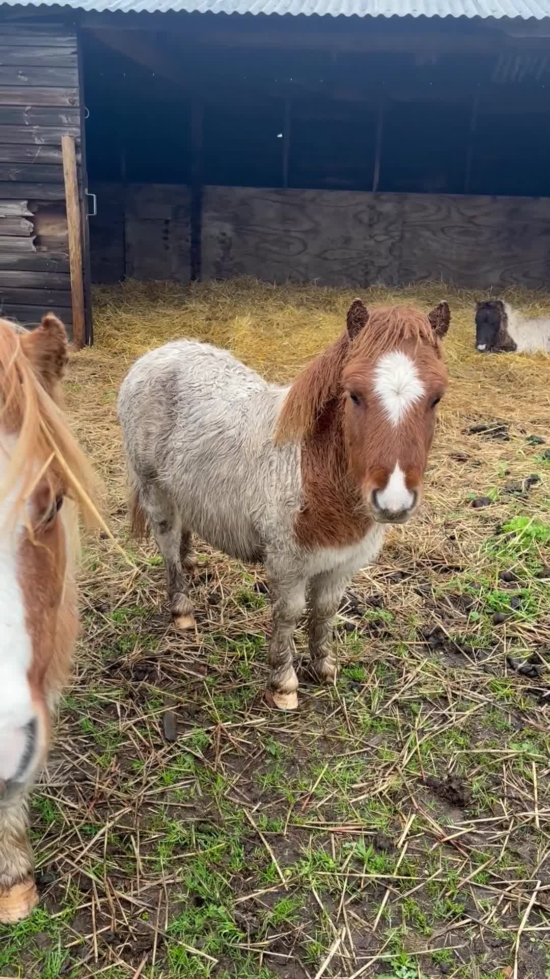 Shetland pony horses for sale: Miniature super Shetlands! - Video 1