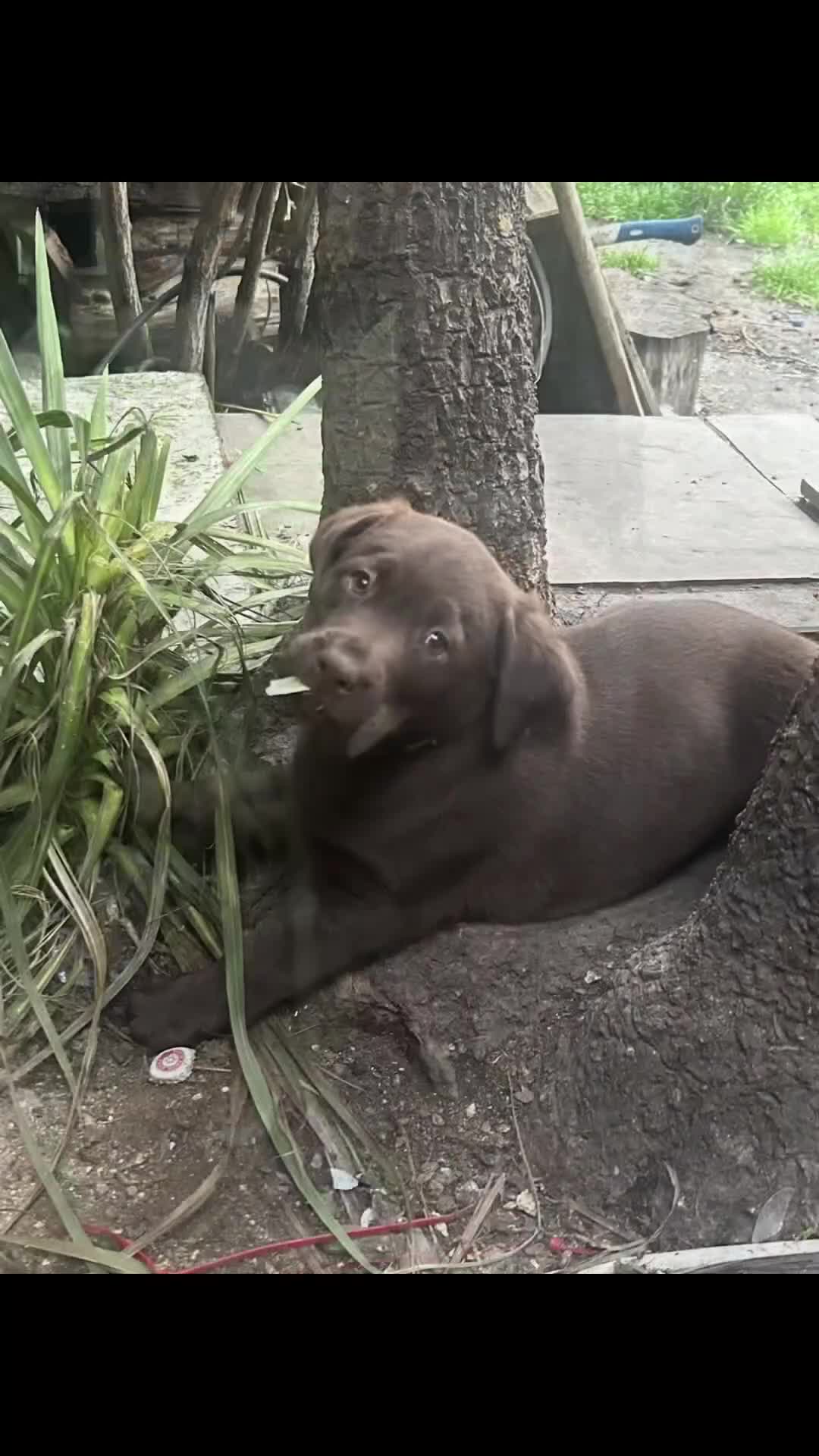 Labrador Retriever dogs for sale: Beautiful Labrador Retriever Puppies for Sale - Video 3