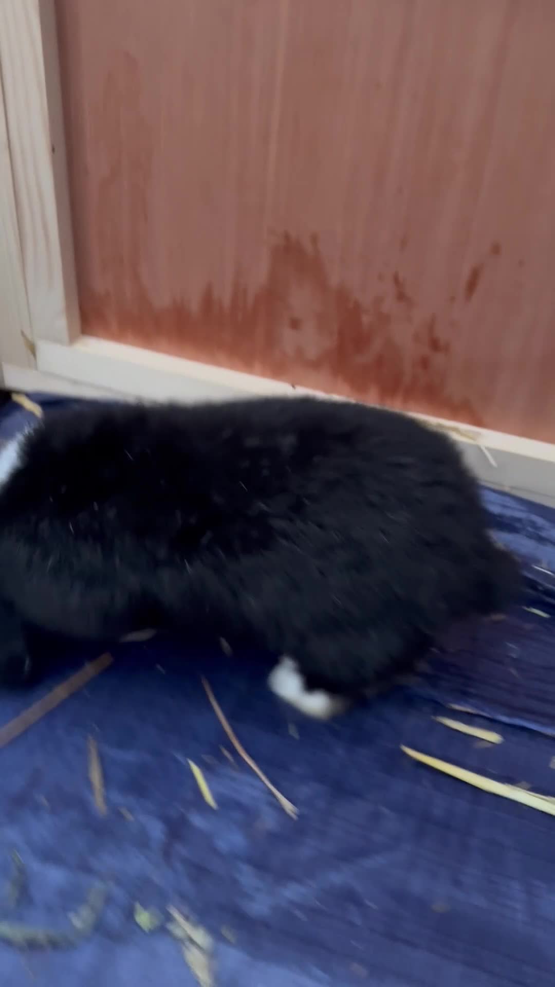 Mini Lop rabbits for sale: VACCINATED 2 Bucks Mini lops 🩵 - Video 2