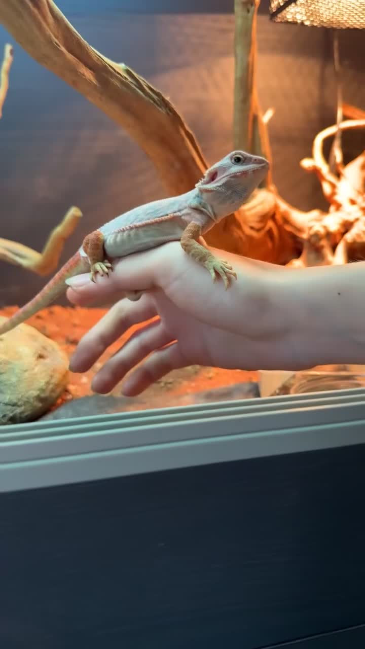 Bearded Dragon reptiles for sale: HypoTrans Red Bearded Dragon reptile lizard - Video 1