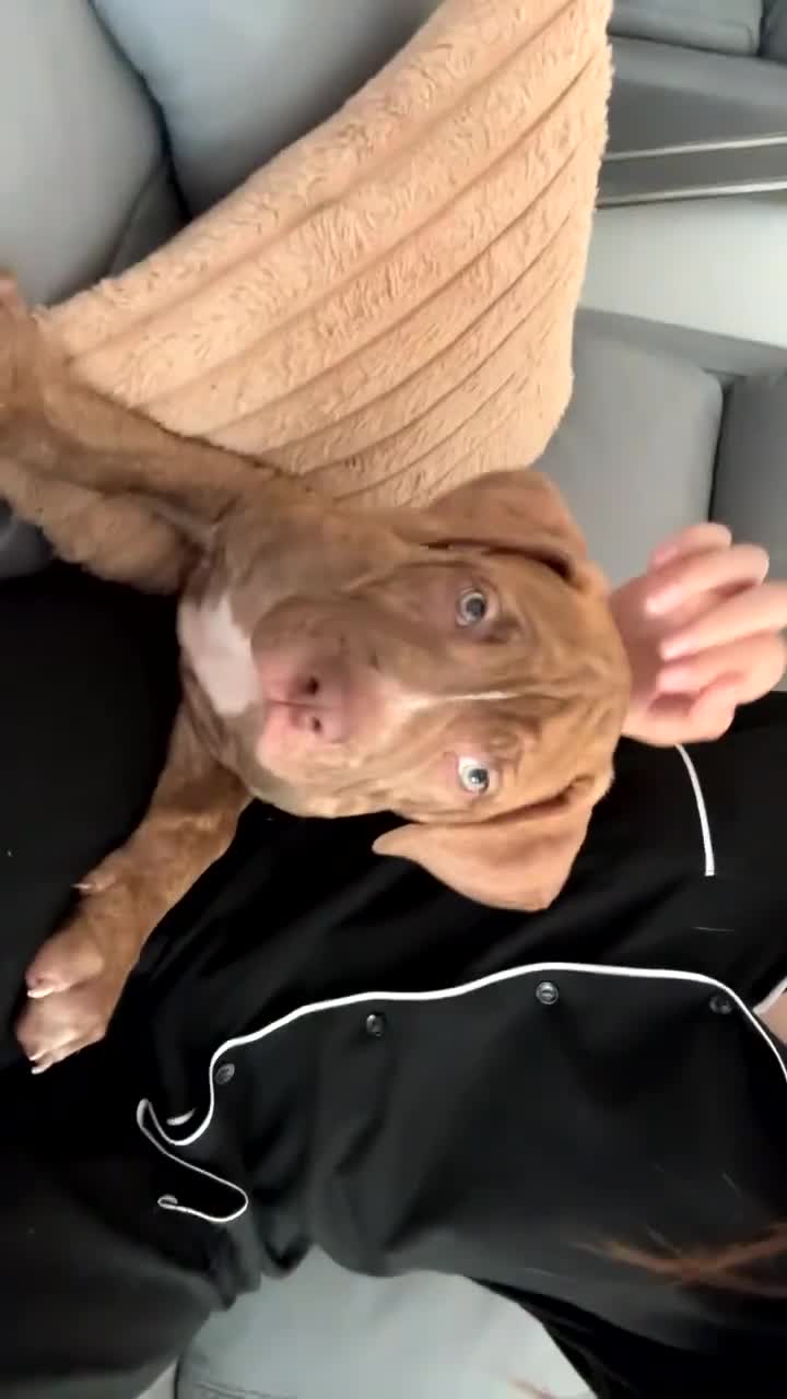 Mixed Breed dogs for sale: Cane corso x Dogue de bordeaux  in Birmingham - Video 3