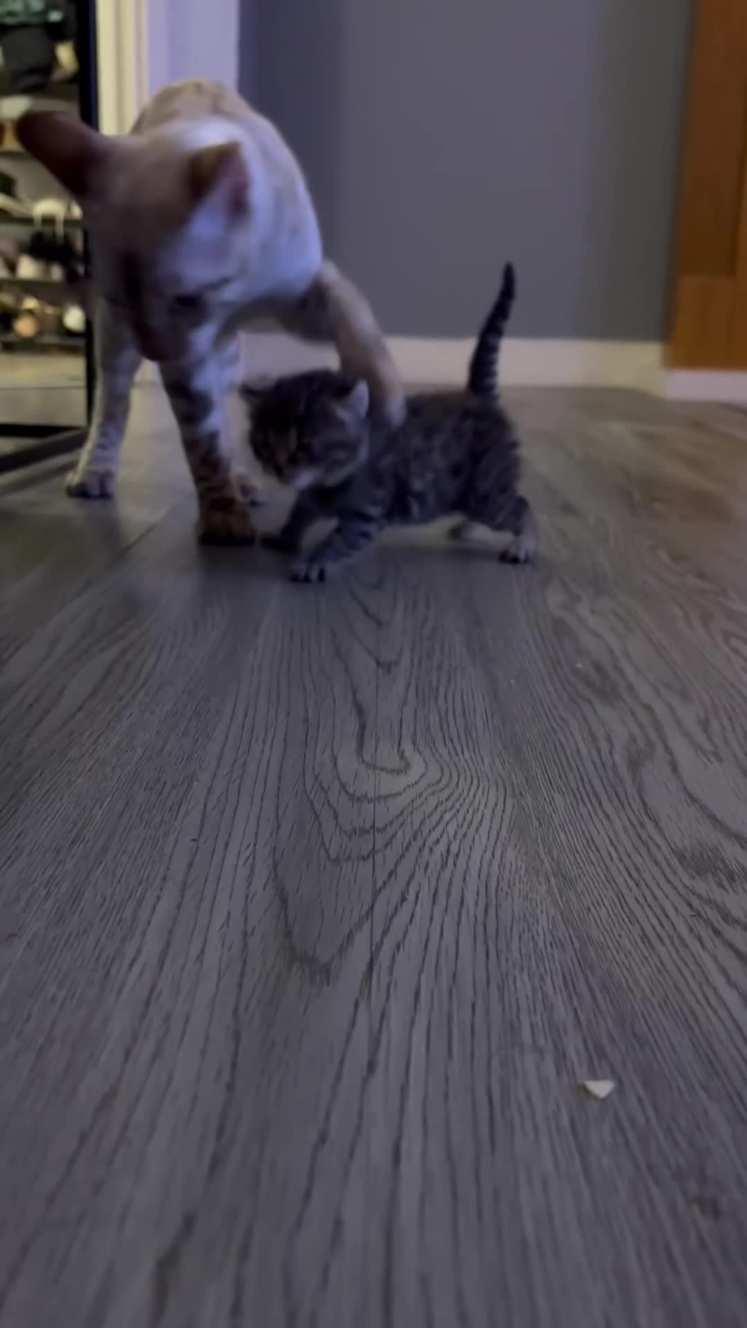 Mixed Breed cats for sale: Half bengals  - Video 1