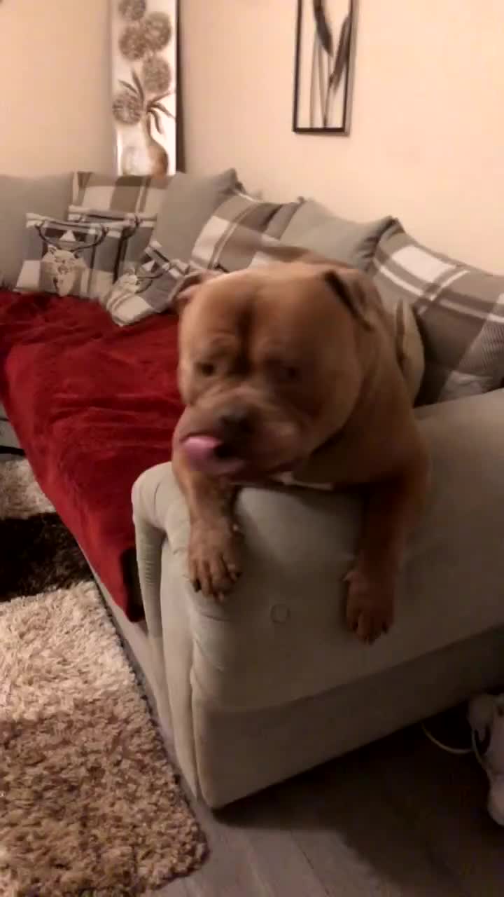 American Bully dogs for stud: Standard American bully available for stud  - Video 4