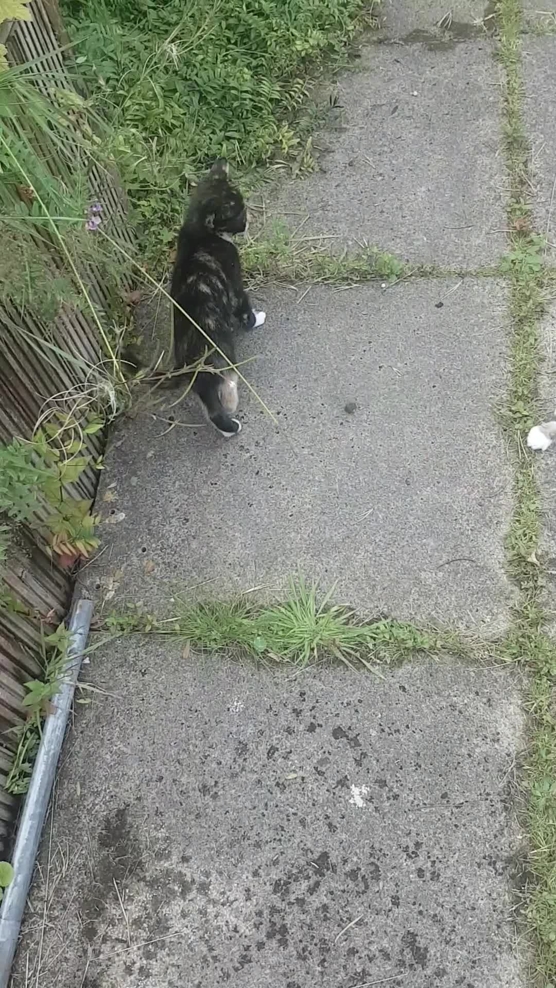 European cats for sale: Stripes - Video 3