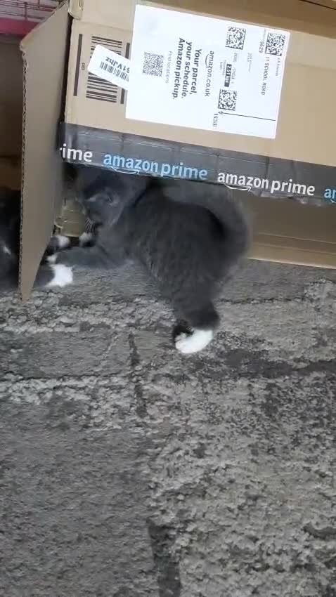 British Shorthair cats for sale: British shorthair READY TO LEAVE  in Cannock - Video 2