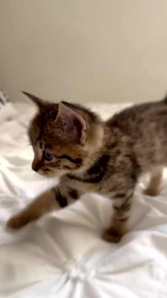 Mixed Breed cats for sale: kitten for sale !!  - Video 1