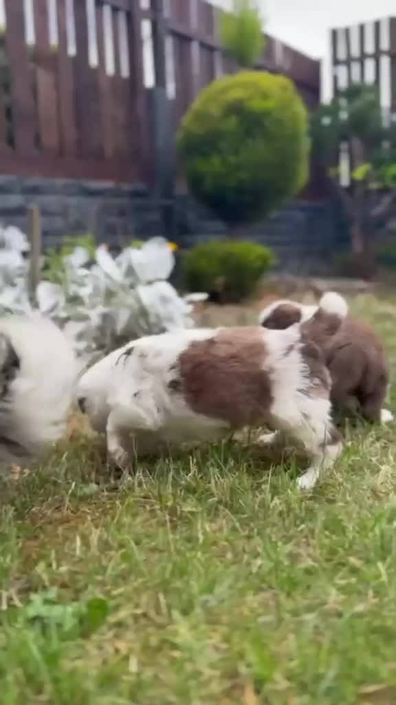 Border Collie dogs for sale: Merle Blue Eye Border Collie Pups - KC Registered - Video 3