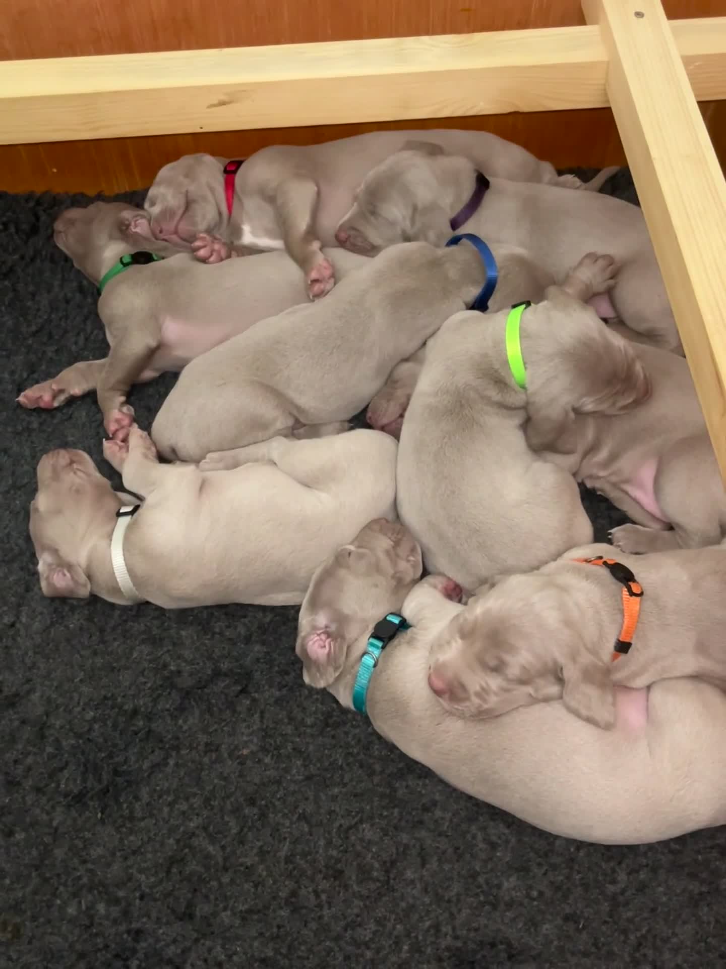 Weimaraner dogs for sale: Weimaraner litter - Video 2