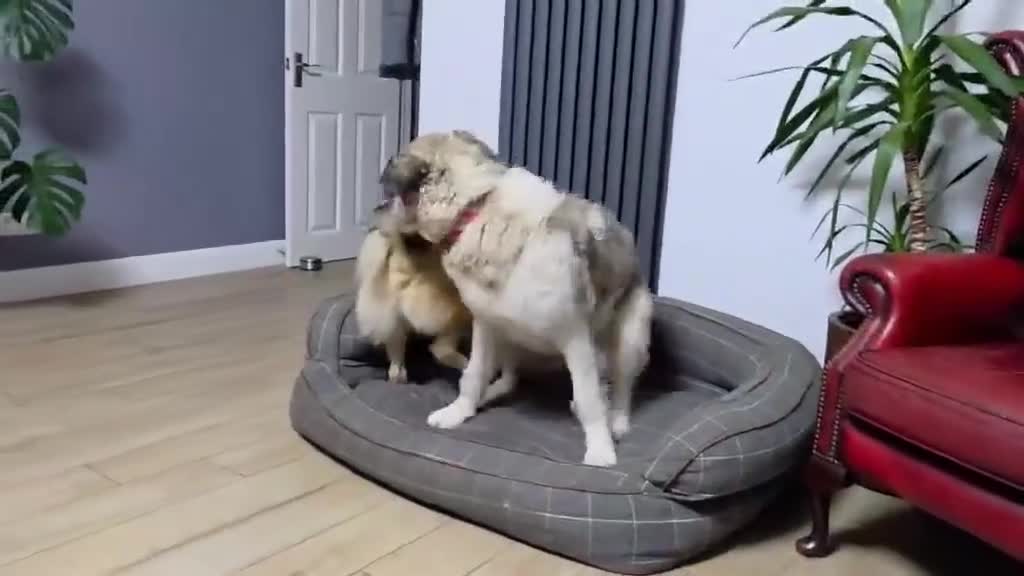 Mixed Breed dogs for adoption: GUS - The gentleman - Video 2