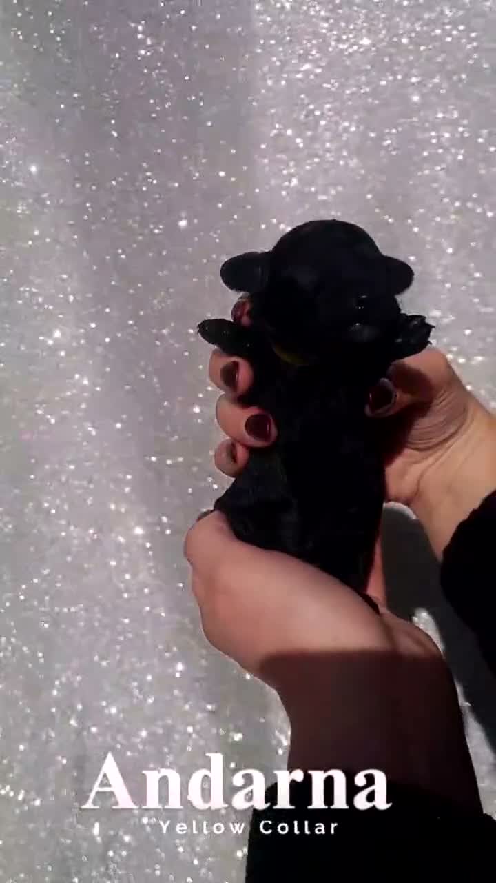 Miniature Poodle dogs for sale: ✨️The Romantasy Litter✨️ in Cranleigh - Video 2