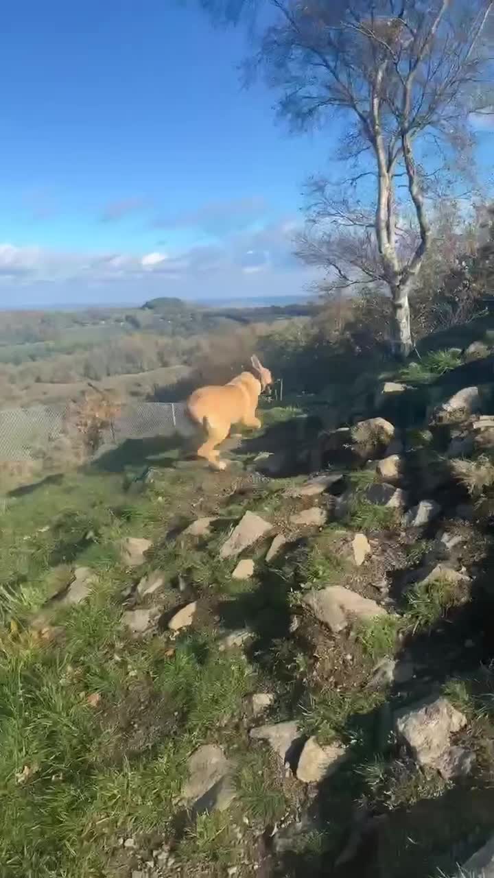 Belgian Shepherd Dog dogs for sale: Malinoise Female 9 month Old  - Video 5