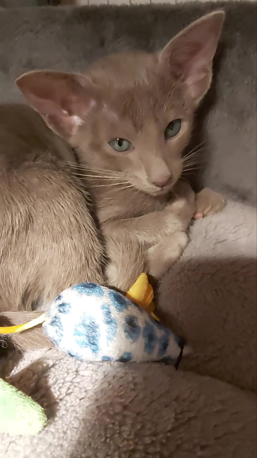 Oriental cats for sale: Full Pedigree Oriental 1 Kitten XL size ears GCCF - Video 1