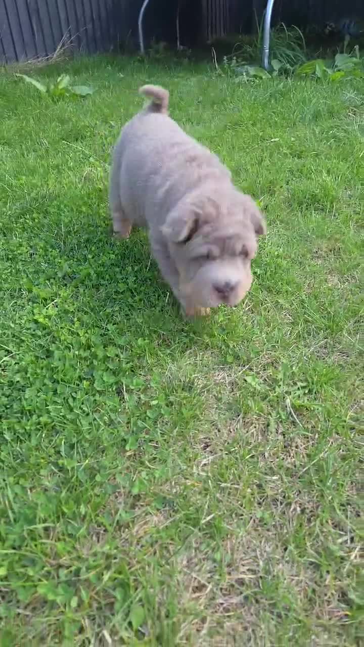 Shar Pei dogs for sale: 5 Shar peis - Video 2