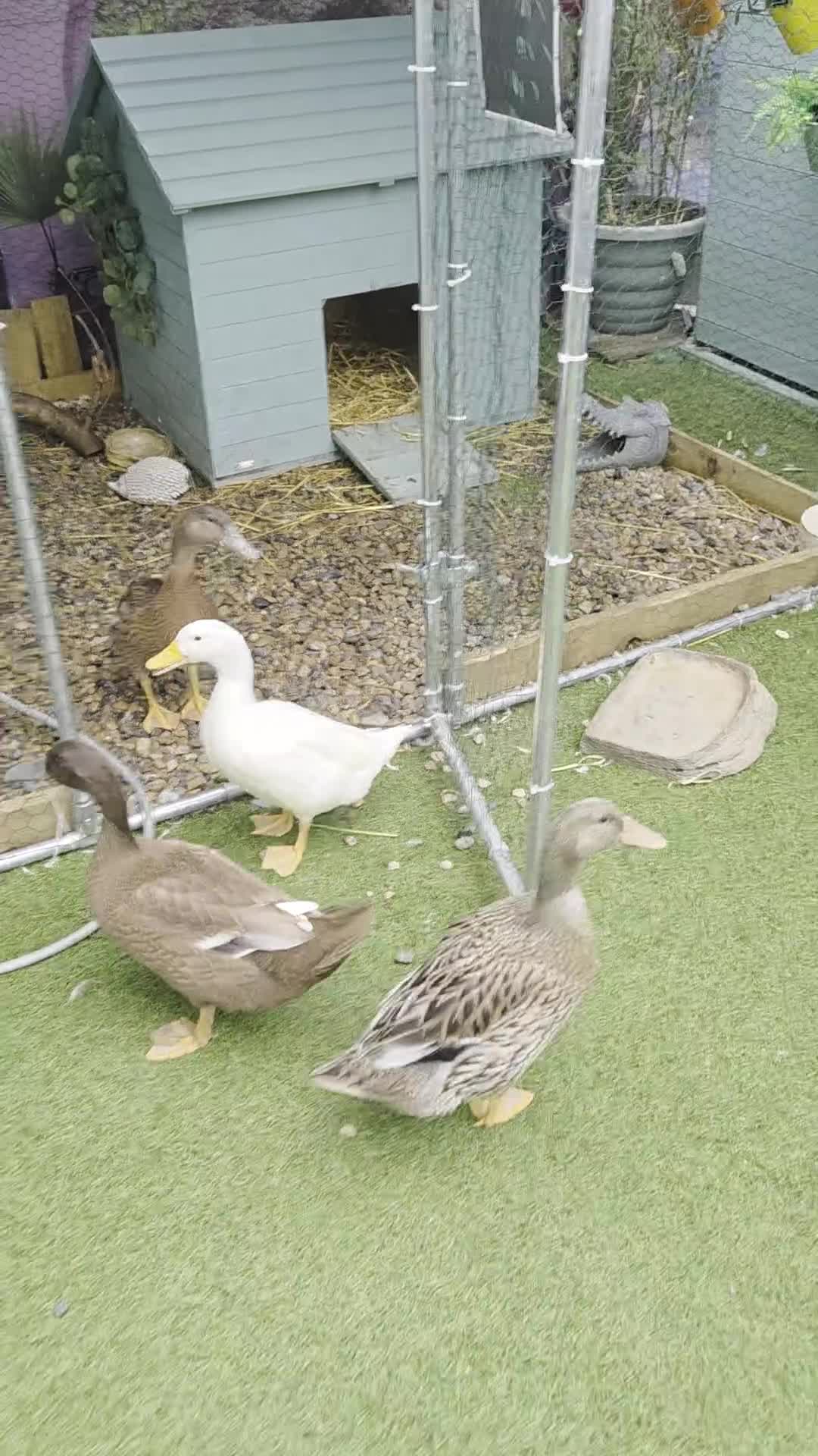 Ducks poultry for sale: 4 ducks looking for new home - Video 2