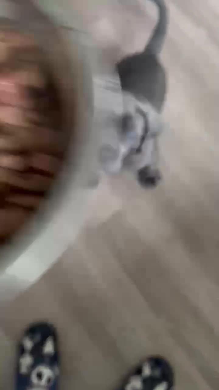 Cane Corso dogs for sale: Blue Cane corso - Video 1