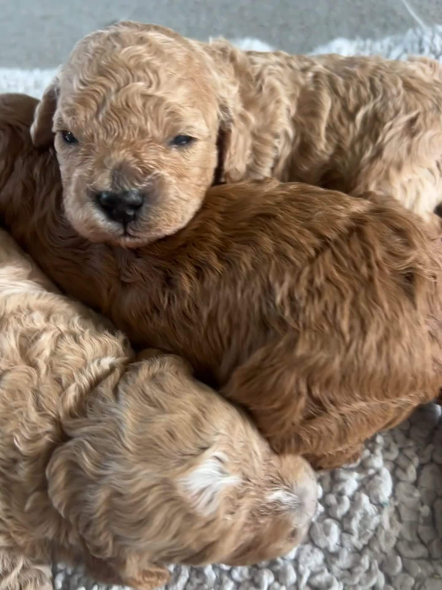 Cavapoo dogs for sale: 🐾 Beautiful F1b Cavapoo Puppies 🐾 - Video 3