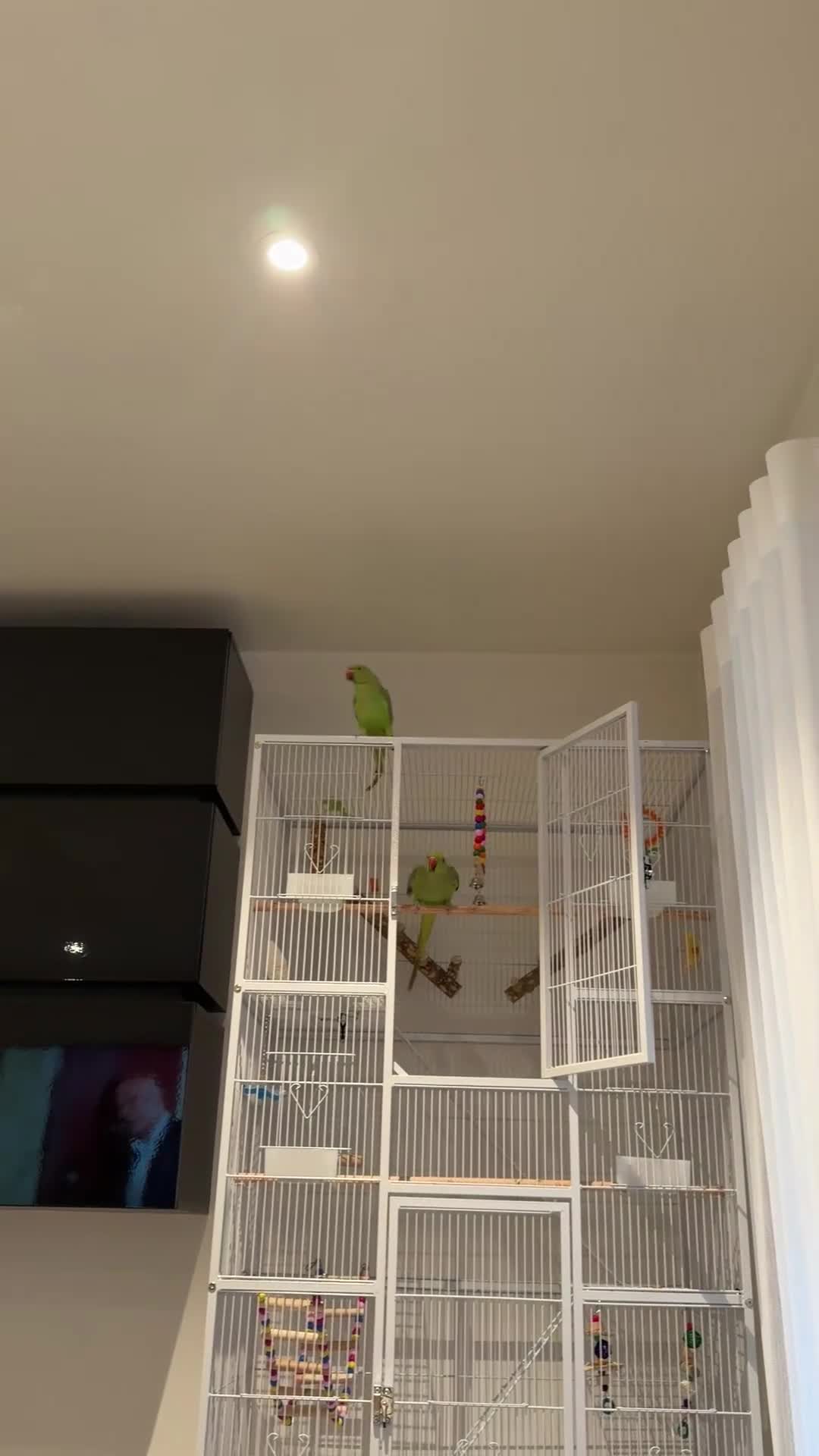 Ringnecks birds for sale: Indian Ringneck Pair + 2 Cages – £400 in Chigwell - Video 1