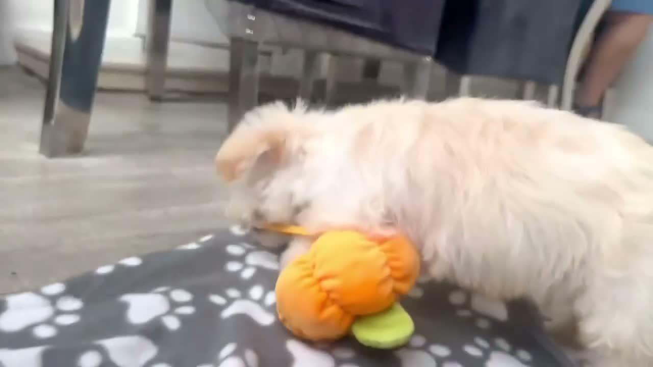 Westiepoo dogs for sale:  Gorgeous 10-Week-Old Westiepoo Boy  - Video 1