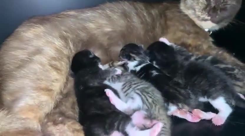 British Shorthair cats for sale: British Shorthair Mix Kittens - Video 1