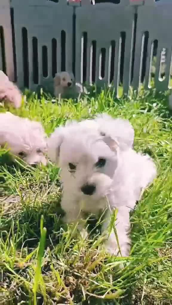 Maltipoo dogs for sale: Maltipoo Puppies READY TO LEAVE  - Video 3