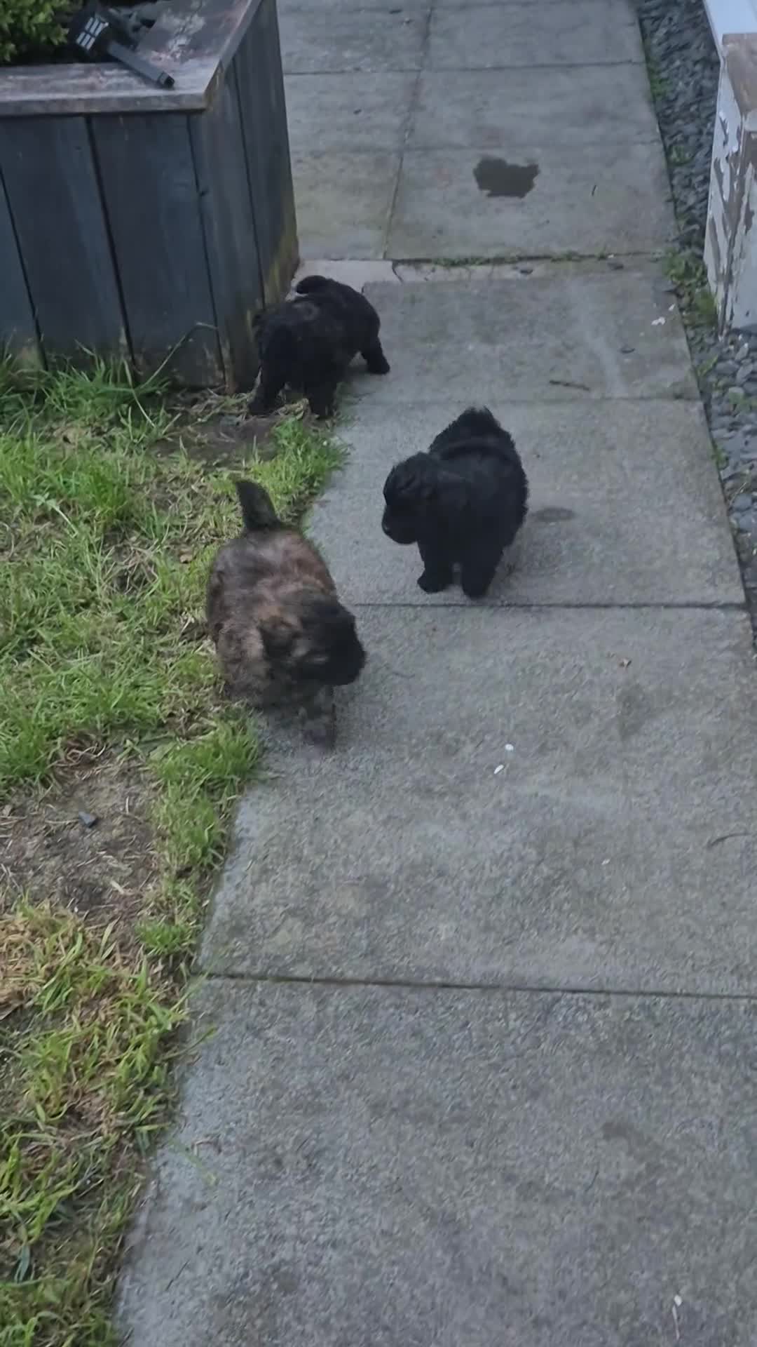 Pomapoo dogs for sale: 3 x Pomapoo Puppies 🐾 in Inverness - Video 1