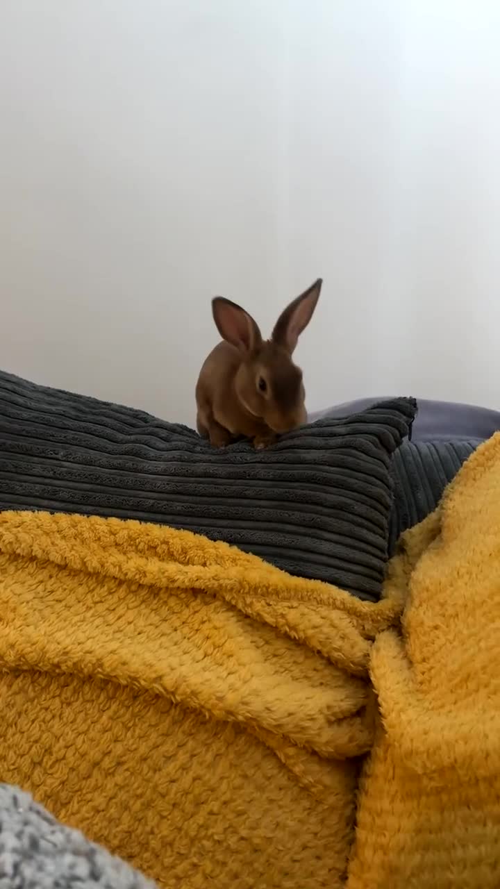 Rex rabbits for sale: Mini Rex  in Chesterfield - Video 1