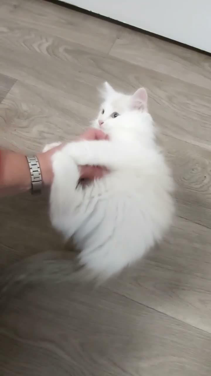 Ragdoll cats for sale: RAGDOLLS BICOLOUR BOY BLUE EYES READY NOW  - Video 1